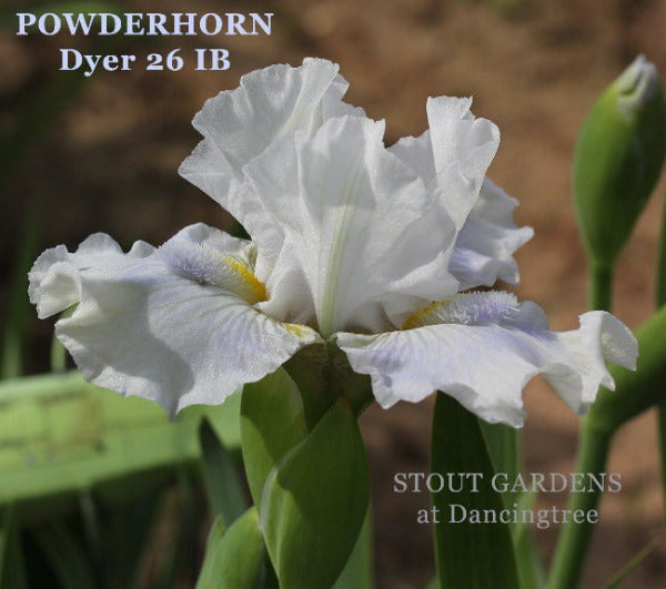 White space age intermediate bearded iris flower named 'Powderhorn Dyer 26 IB' available at 'Stout Gardens at Dancingtree'.