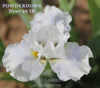 White space age intermediate bearded iris flower named 'Powderhorn Dyer 26 IB' available at 'Stout Gardens at Dancingtree'.
