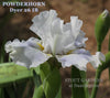 White space age intermediate bearded iris flower named 'Powderhorn Dyer 26 IB' available at 'Stout Gardens at Dancingtree'.