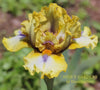 Yellow and white space age intermediate bearded iris flower named 'Power Ranger' by Hugh Stout Jr. at 'Stout Gardens at Dancingtree'.