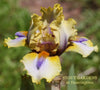 Yellow and white space age intermediate bearded iris flower named 'Power Ranger' by Hugh Stout Jr. at 'Stout Gardens at Dancingtree'.