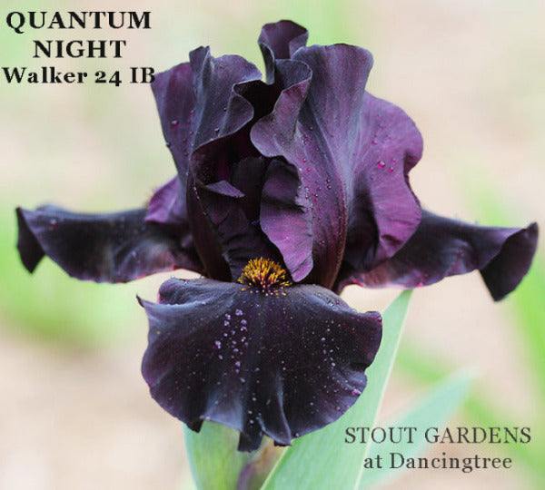 Black intermediate bearded iris flower named 'Quantum Night Walker 24 IB' available at 'Stout Gardens at Dancingtree'.