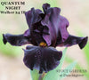 Black intermediate bearded iris flower named 'Quantum Night Walker 24 IB' available at 'Stout Gardens at Dancingtree'.