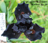 Black intermediate bearded iris flower named 'Quantum Night Walker 24 IB' available at 'Stout Gardens at Dancingtree'.