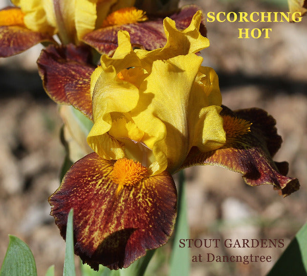 Yellow and brown standard dwarf bearded iris flower called 'Scorching Hot' at 'Stout Gardens at Danengtree'.