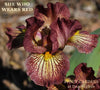 Close-up of a red and yellow plicata standard dwarf bearded iris flower called 'SHE WHO WEARS RED' available from 'Stout Gardens at Dancingtree'.