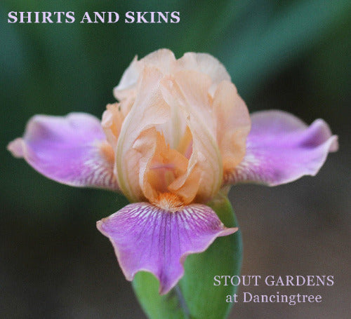 An image of a purple and pink miniature tall bearded iris flower named 'Shirts and Skins' at 'Stout Gardens at Dancingtree'. 