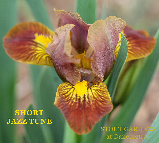 A close-up image of a brown and yellow iris flower called 'SHORT JAZZ TUNE' at 'Stout Gardens at Dancingtree'.