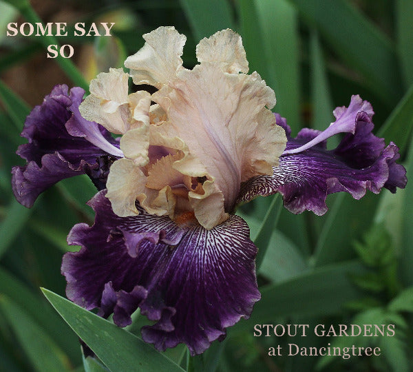 A close-up of tall bearded iris 'Some Say So' is shown with champagne colored standards over heavily veined dark purple falls and distinctive flounces making it a novelty space-age iris.