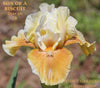 White and yellow intermediate bearded iris flower named 'Son Of A Biscuit' available at 'Stout Gardens at Dancingtree'.