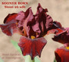 Crimson red standard dwarf bearded iris flower called 'Sooner Born' by Hugh Stout Jr. available at 'Stout Gardens at Dancingtree'.