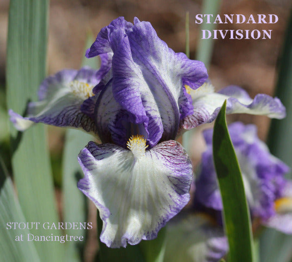 Purple and white standard dwarf bearded iris flower called 'Standard Division' at 'Stout Gardens at Dancingtree'.