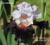 Black and white tall bearded iris flower 'Starring' featured at 'Stout Gardens at Dancingtree'.