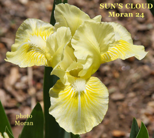 Yellow standard dwarf bearded iris flower called 'Sun's Cloud' available at 'Stout Gardens at Dancingtree'.