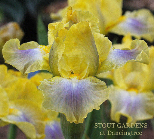 Yellow and blue intermediate bearded iris flowers named 'Sweetart' by Hugh Stout Jr. available at 'Stout Gardens at Dancingtree'.