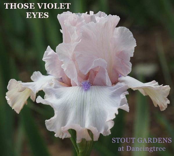 Pink tall bearded iris flower named 'Those Violet Eyes' and 'Stout Gardens at Dancingtree' credit.