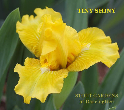 Golden orange miniature dwarf bearded iris flower called 'Tiny Shiny' in the garden at 'Stout Gardens at Dancingtree'.