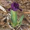 Purple miniature dwarf bearded iris flower called 'Tiny Squire' available at 'Stout Gardens at Dancingtree'.