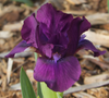Purple miniature dwarf bearded iris flower called 'Tiny Squire' available at 'Stout Gardens at Dancingtree'.