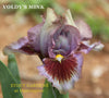 Purple and red standard dwarf bearded iris called 'Voldy's Mink' at 'Stout Gardens at Dancingtree'.