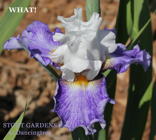 White and purple tall bearded iris flower named 'WHAT!' available at 'STOUT GARDENS at Dancingtree'.