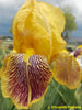 Red and yellow intermediate bearded iris flower named 'Wildlife' available at 'Stout Gardens at Dancingtree'.
