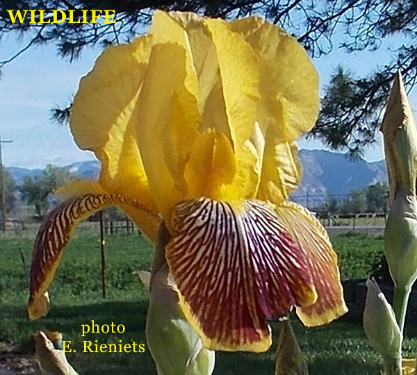 Red and yellow intermediate bearded iris flower named 'Wildlife' available at 'Stout Gardens at Dancingtree'.