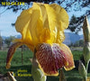 Red and yellow intermediate bearded iris flower named 'Wildlife' available at 'Stout Gardens at Dancingtree'.