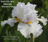 White tall bearded iris flower 'YES TO MY DRESS' displaying white horns at 'Stout Gardens at Dancingtree'. 