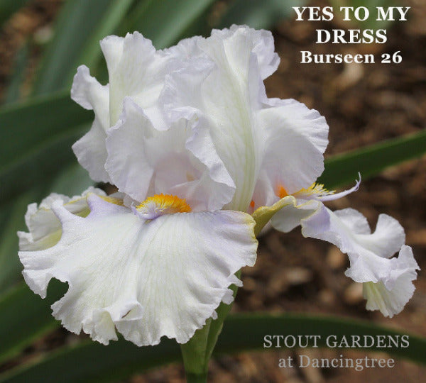 White tall bearded, space age iris flower 'YES TO MY DRESS by Burseen 26' at 'STOUT GARDENS at Dancingtree'. naturbackground.