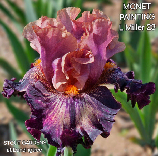 Warm rosy red over dark purple with white ground  tall bearded iris flower called 'Monet Painting' at 'Stout Gardens At Dancingtree'.