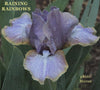 Purple and yellow standard dwarf bearded iris flower, 'Raining Rainbows' at 'Stout Gardens at Dancingtree'.