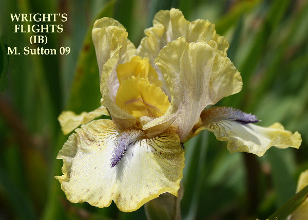 Intermediate bearded space age iris 'Wright's Flights' in yellow and white with violet horns available at 'Stout Gardens at Dancingtree'.