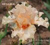 Cream-pink colored tall bearded iris flower, 'Hugable', a space-age iris is shown at 'Stout Gardens at Dancingtree'.