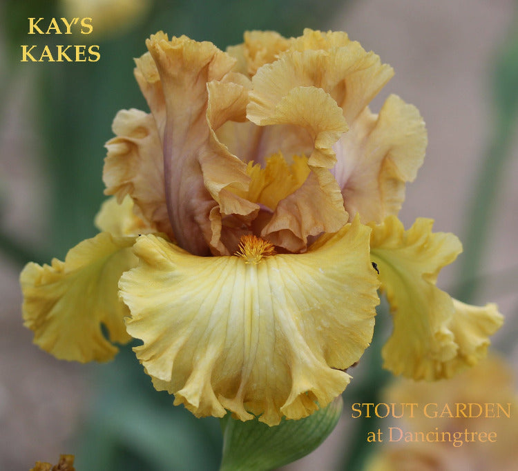 Iris Kay's Kakes