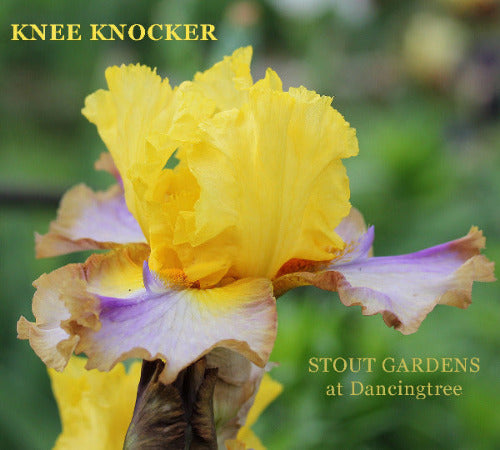 Iris Knee Knocker