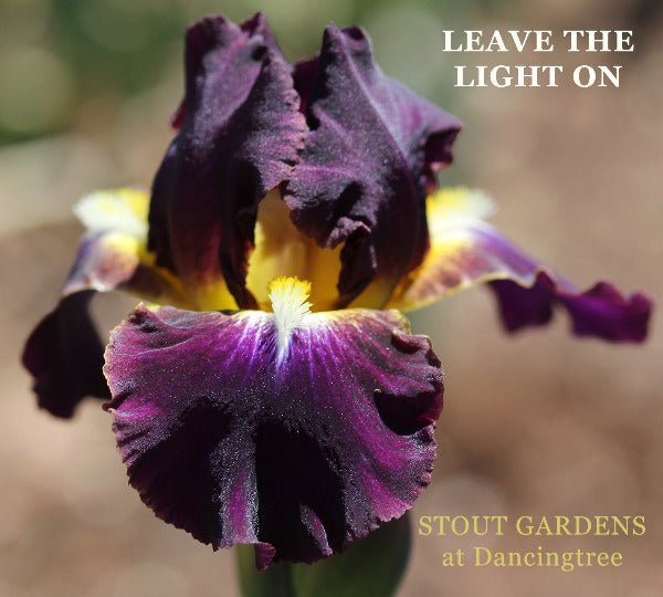 Iris Leave The Light On