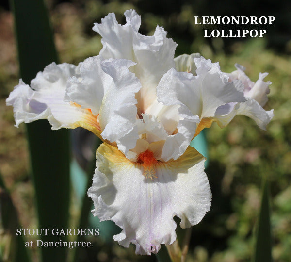 Iris Lemondrop Lollipop