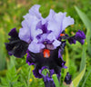 'Lex Max' a purple and black tall bearded iris flower with a red center, at 'Stout Gardens At Dancingtree'.