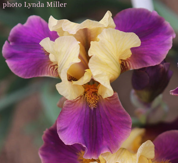 Iris Loki