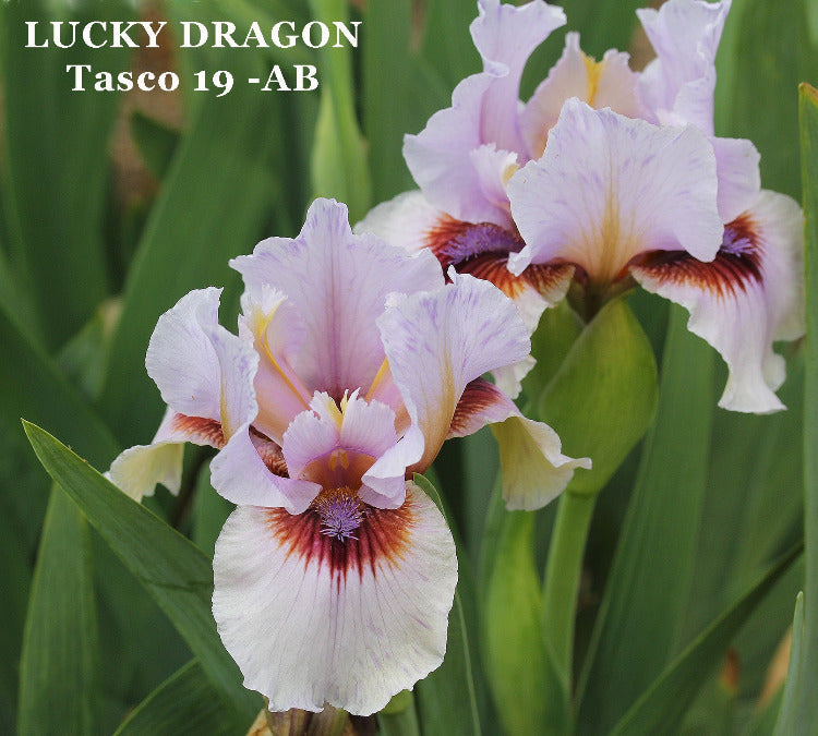 Iris Lucky Dragon