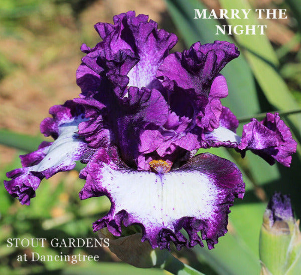 Iris Marry The Night