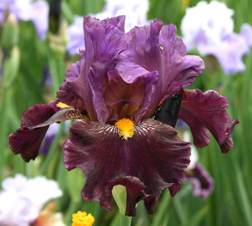 Iris Miss Piggy