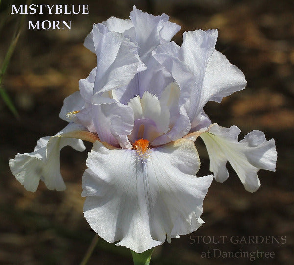 Iris Mistyblue Morn