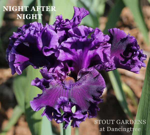 Iris Night After Night