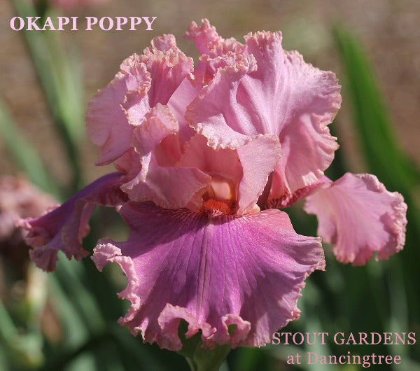 Iris Okapi Poppy