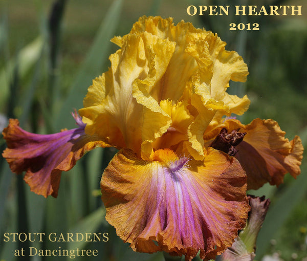 Iris Open Hearth