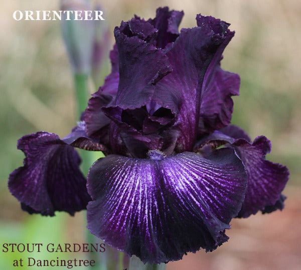 Iris Orienteer