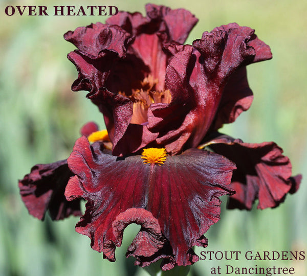 Iris Over Heated