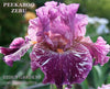 Purple, pink and white broken color iris flower 'PEEKABOO ZEBU' displayed at 'STOUT GARDENS at Dancingtree'.